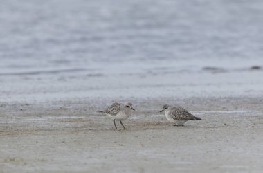 Grey Plover Pluvialis squatarola Camargue, Güney Fransa 'da.