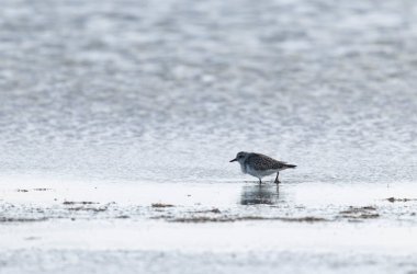 Grey Plover Pluvialis squatarola Camargue, Güney Fransa 'da.