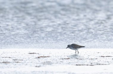 Grey Plover Pluvialis squatarola Camargue, Güney Fransa 'da.