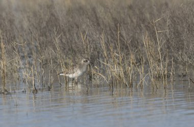 Grey Plover Pluvialis squatarola in the sansouire in Camargue, Southern France clipart