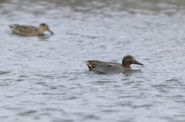 Gölette yüzen deniz mavisi dişi Anas Crecca