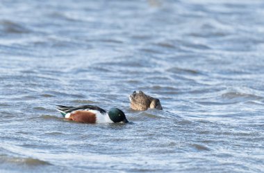 Northern Shoveler Spatula clypeata swimming on a pond clipart