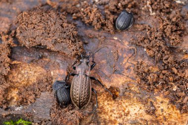 Ground-Beetle Carabus granulatus in close view clipart