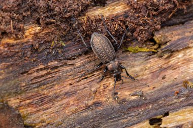 Yerböceği Carabus granülüs yakından görülüyor.