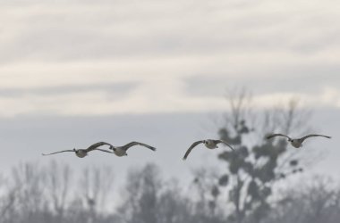 Kanada kaz inişi ya da sabah erkenden havalanma