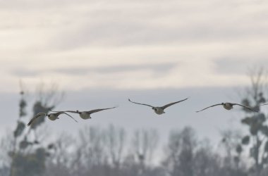 Kanada kaz inişi ya da sabah erkenden havalanma