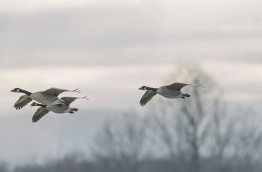 Kanada kaz inişi ya da sabah erkenden havalanma