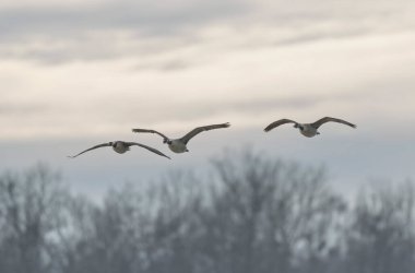 Kanada kaz inişi ya da sabah erkenden havalanma