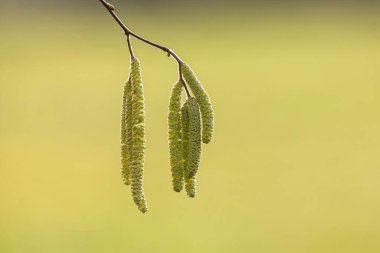 Kış zamanı söğüt ya da fındık