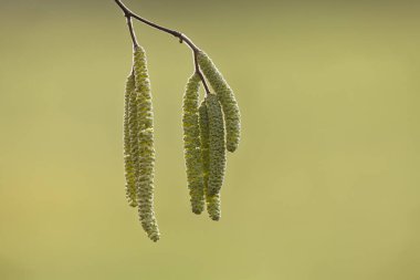 Kış zamanı söğüt ya da fındık