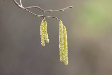 Kış zamanı söğüt ya da fındık
