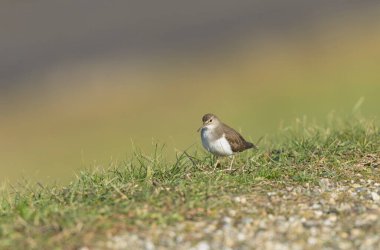 Common Sandpiper Tringa or Actitis hypoleucos wading clipart