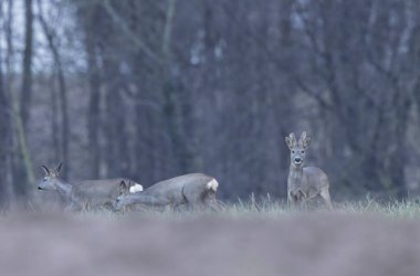 Avrupa Roe-Deer Capreolus Capreolus kışın kadifeye yakın plan çekimde