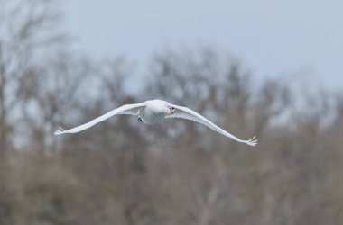 Dilsiz Kuğu Kuğu Alsace 'de Ren nehrinde yüzüyor ya da uçuyor