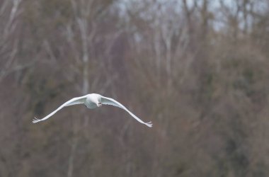 Dilsiz Kuğu Kuğu Alsace 'de Ren nehrinde yüzüyor ya da uçuyor
