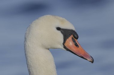 Dilsiz Kuğu Kuğu Alsace 'de Ren nehrinde yüzüyor ya da uçuyor