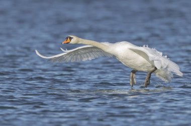 Mute Swan Cygnus olor swimming or flying over the Rhine in Alsace clipart