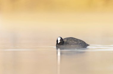 Fransa 'da bir gölette yüzen Coot Fulica atra