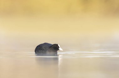 Fransa 'da bir gölette yüzen Coot Fulica atra