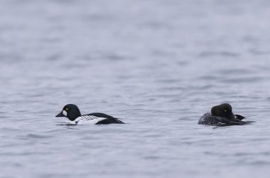 Goldeneye Bucephala clurla kışın Ren nehrinde yüzer ya da uçar