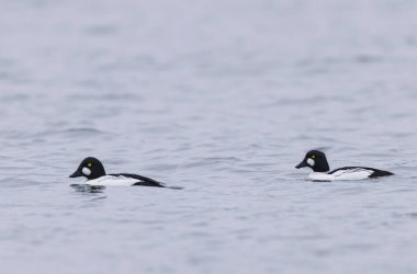 Goldeneye Bucephala clurla kışın Ren nehrinde yüzer ya da uçar