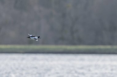 Goldeneye Bucephala clurla kışın Ren nehrinde yüzer ya da uçar
