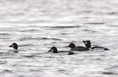 Goldeneye Bucephala clurla kışın Ren nehrinde yüzer ya da uçar