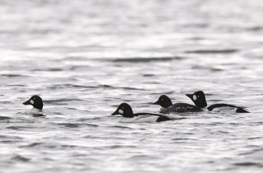 Goldeneye Bucephala clurla kışın Ren nehrinde yüzer ya da uçar