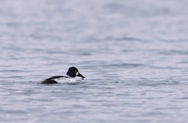 Common Goldeneye Bucephala clangula swimming on or flying over the Rhine during wintertime clipart