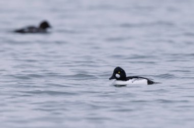 Goldeneye Bucephala clurla kışın Ren nehrinde yüzer ya da uçar
