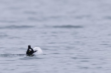 Goldeneye Bucephala clurla kışın Ren nehrinde yüzer ya da uçar
