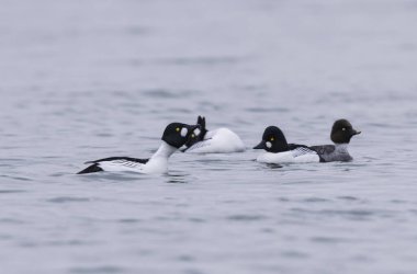 Common Goldeneye Bucephala clangula swimming on or flying over the Rhine during wintertime clipart