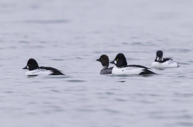 Common Goldeneye Bucephala clangula swimming on or flying over the Rhine during wintertime clipart