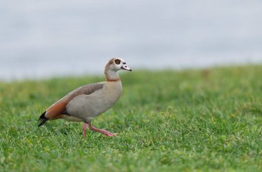 Egyptian goose Alopochen aegyptiaca, an invasive species for France clipart