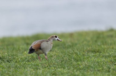 Egyptian goose Alopochen aegyptiaca, an invasive species for France clipart