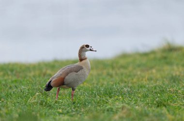 Egyptian goose Alopochen aegyptiaca, an invasive species for France clipart