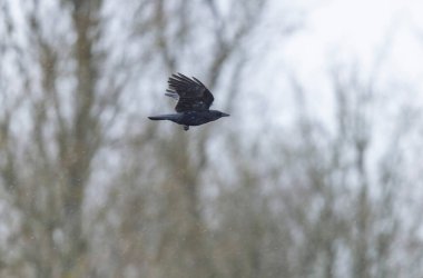 Kış boyunca leş kargası Corvus corone