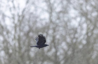 Kış boyunca leş kargası Corvus corone
