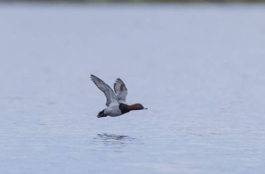 Aythya Ferina kışın Ren Nehri 'nde yüzer.