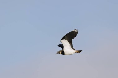 Kuzey Lapwing Vanellus Vanellus Orta Fransa 'da Beauce-Plain' de uçuyor.