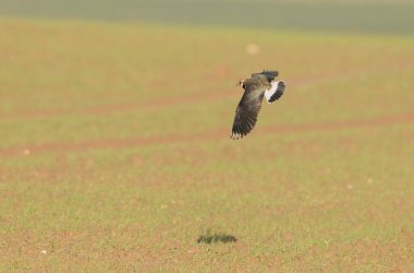 Kuzey Lapwing Vanellus Vanellus Orta Fransa 'da Beauce-Plain' de uçuyor.
