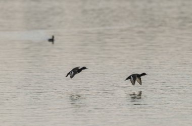 Tufted Duck Aythya fuligula yüzüyor ya da Ren, Alsace, Doğu Fransa üzerinde uçuyor