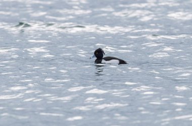 Tufted Duck Aythya fuligula yüzüyor ya da Ren, Alsace, Doğu Fransa üzerinde uçuyor