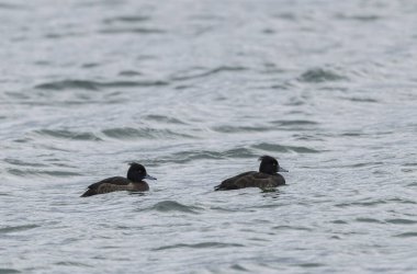 Tufted Duck Aythya fuligula yüzüyor ya da Ren, Alsace, Doğu Fransa üzerinde uçuyor