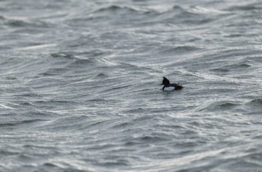 Tufted Duck Aythya fuligula yüzüyor ya da Ren, Alsace, Doğu Fransa üzerinde uçuyor