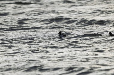 Tufted Duck Aythya fuligula yüzüyor ya da Ren, Alsace, Doğu Fransa üzerinde uçuyor