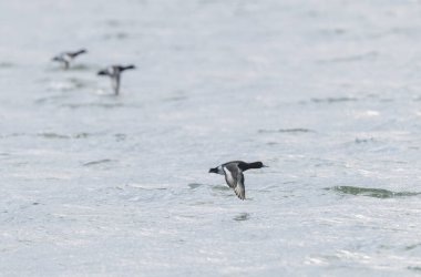 Tufted Duck Aythya fuligula yüzüyor ya da Ren, Alsace, Doğu Fransa üzerinde uçuyor