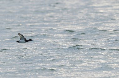 Tufted Duck Aythya fuligula yüzüyor ya da Ren, Alsace, Doğu Fransa üzerinde uçuyor