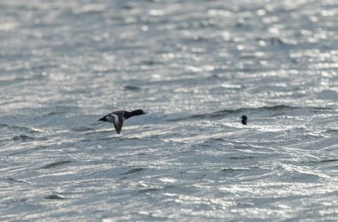 Tufted Duck Aythya fuligula yüzüyor ya da Ren, Alsace, Doğu Fransa üzerinde uçuyor