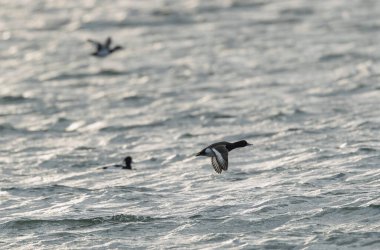 Tufted Duck Aythya fuligula yüzüyor ya da Ren, Alsace, Doğu Fransa üzerinde uçuyor